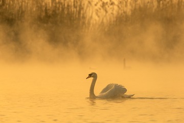 _SG_5600
