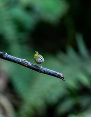 YSG_2521