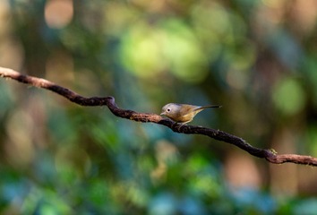 YSG_2528