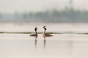YSG_1038