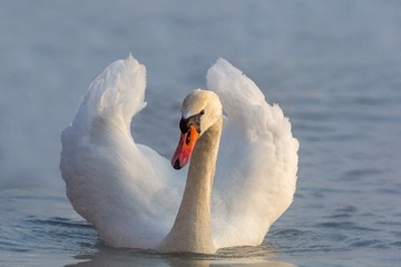 _SG_5646