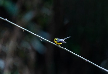 YSG_8607