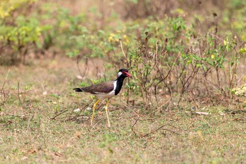 YSG_0363