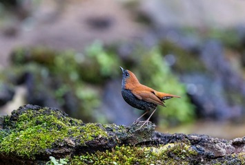YSG_3510