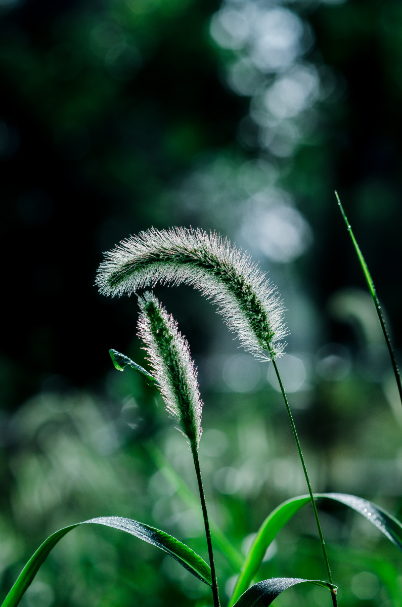 狗尾巴草的夏天