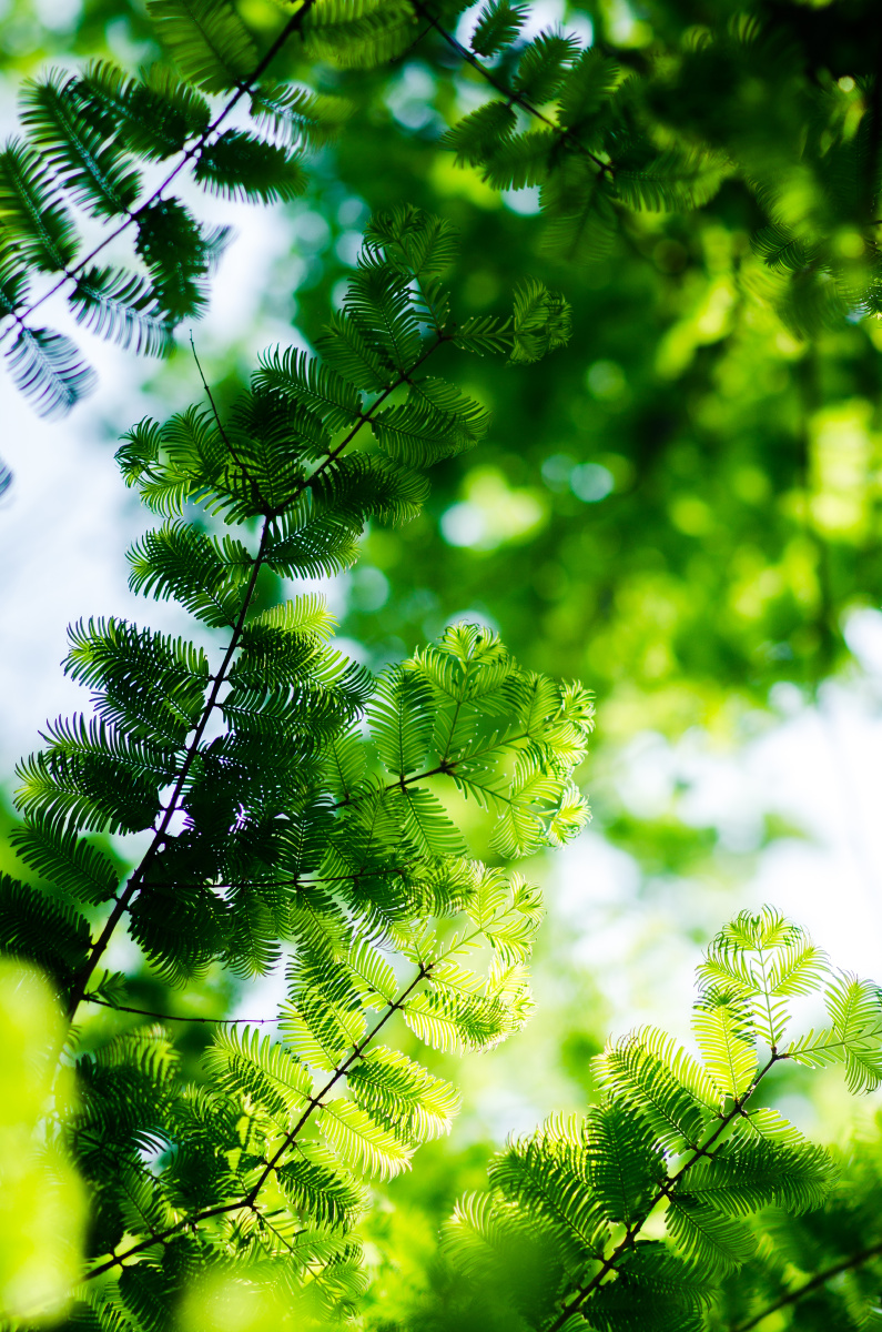 逆光下的水杉叶