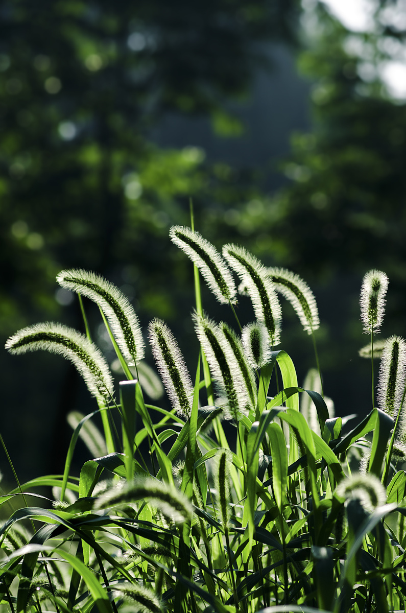 狗尾巴草的夏天