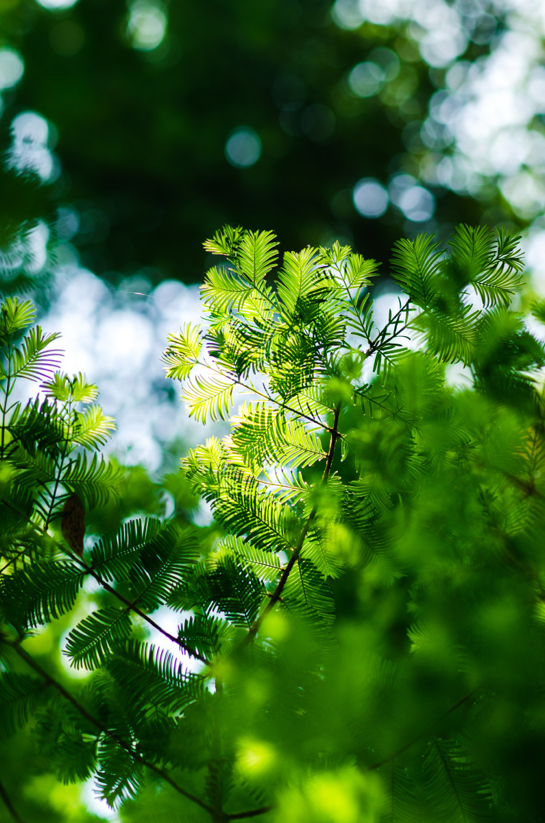 逆光下的水杉叶