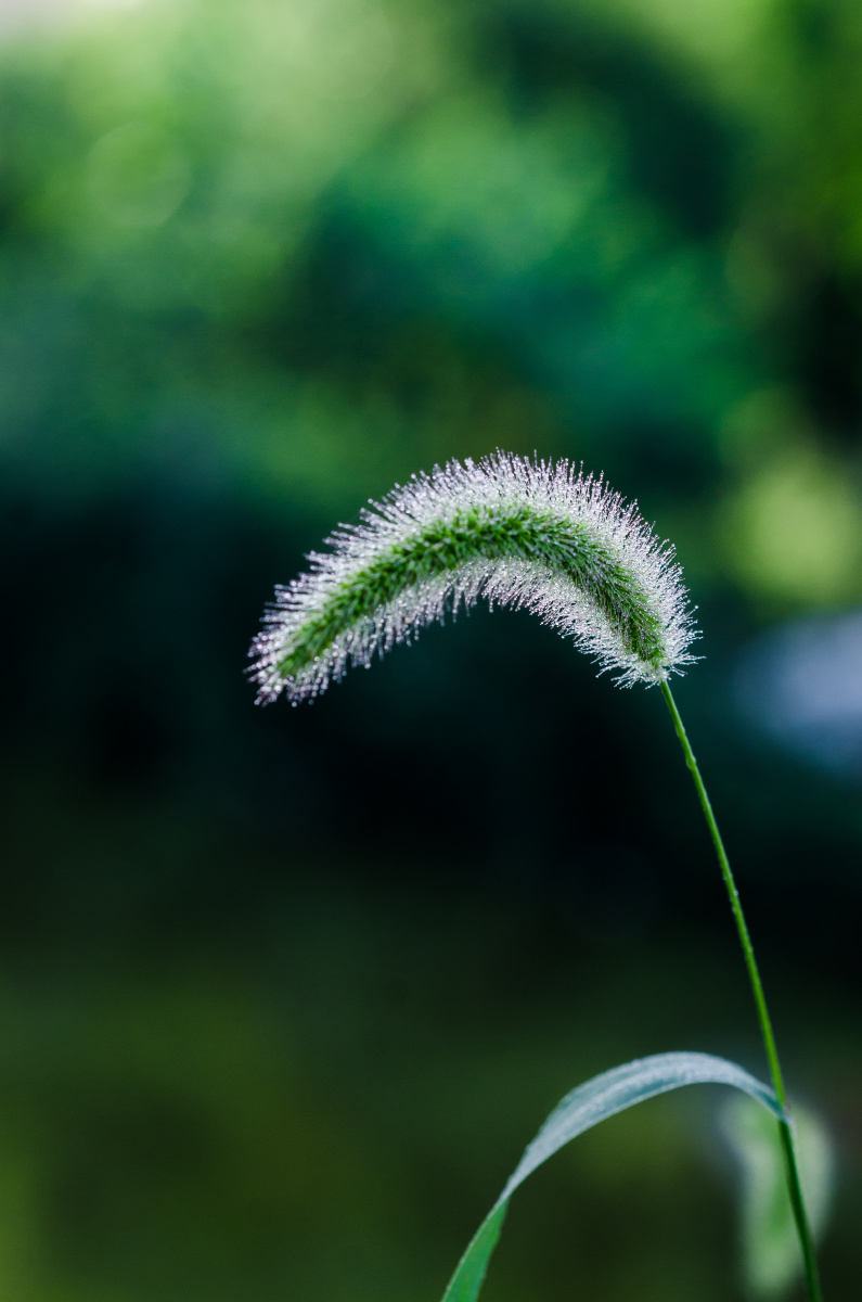 狗尾巴草的夏天