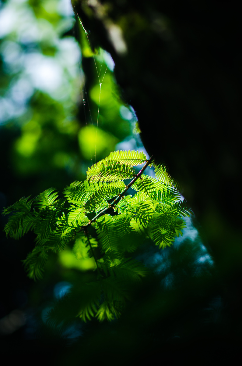 逆光下的水杉叶