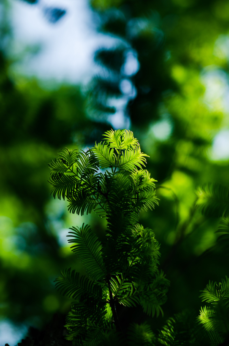 逆光下的水杉叶