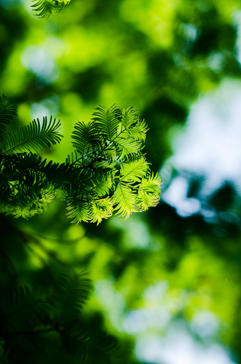 逆光下的水杉叶