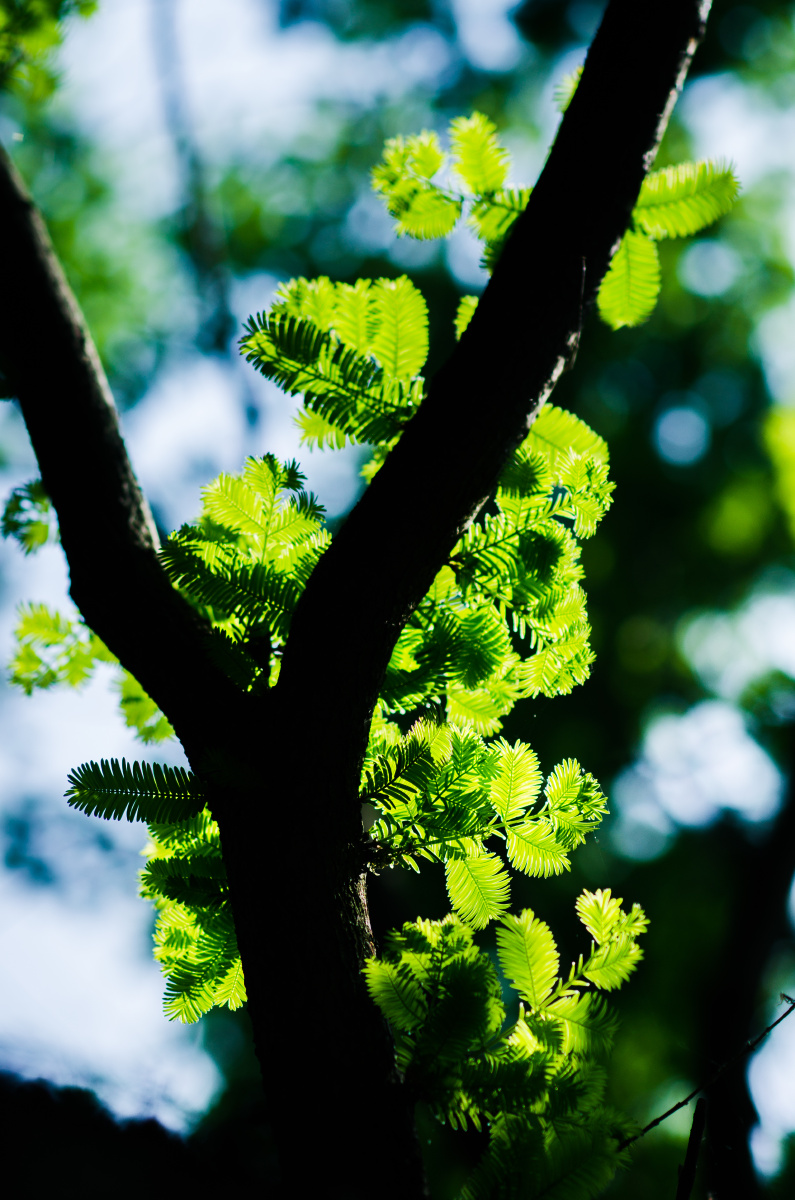 逆光下的水杉叶