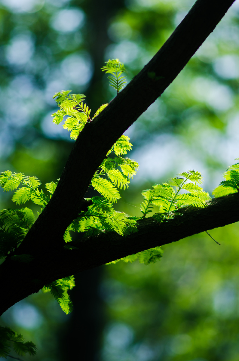 逆光下的水杉叶