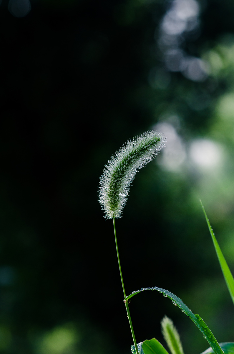 狗尾巴草的夏天
