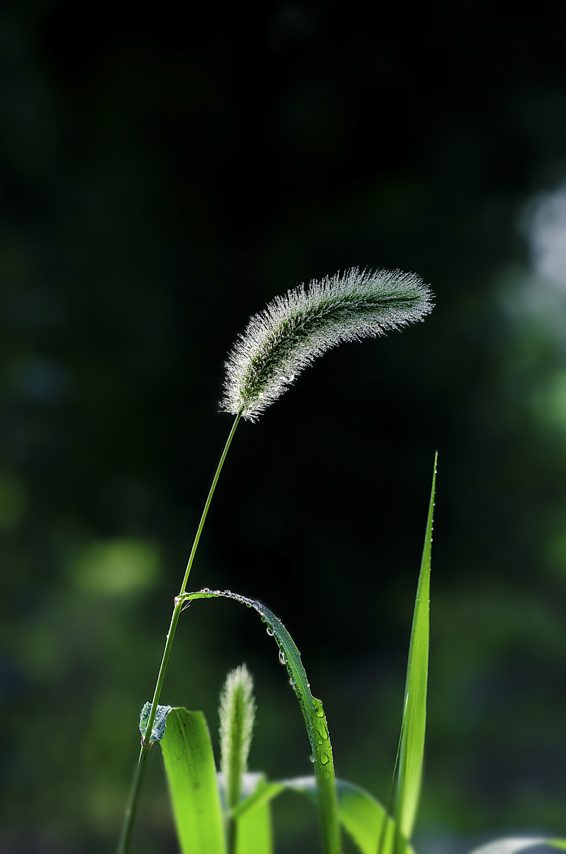 狗尾巴草的夏天
