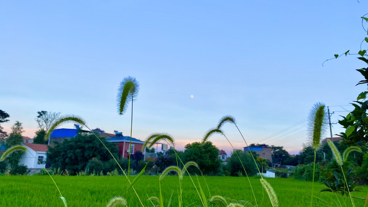 月光下的稻田