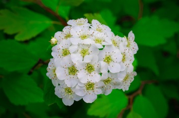 20160414-_IMG8387