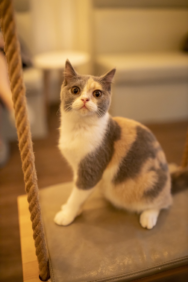 撸猫- 东尼小木 - 图虫