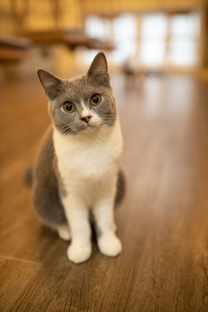 撸猫- 东尼小木 - 图虫