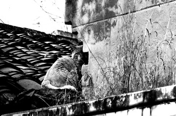 IMGP6631-1