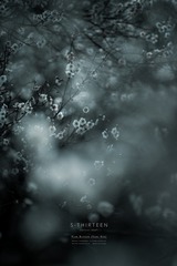 DSC_8642n