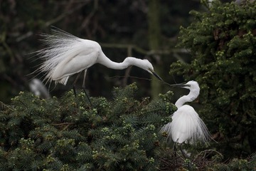 IMG_1090_