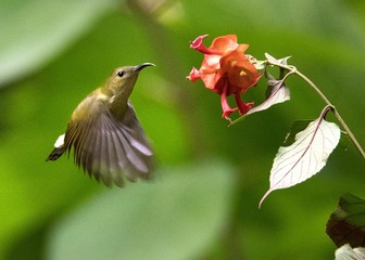 IMG_9330_