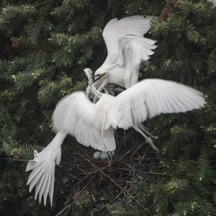 IMG_1787_