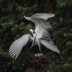 IMG_1797_