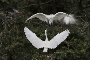 IMG_2251_