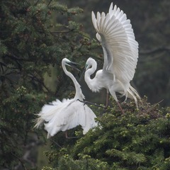 IMG_1356_