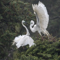 IMG_1356_