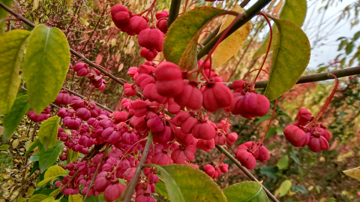 丝棉木果请欣赏