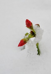 《傲雪》 冯勇