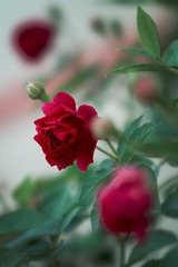 _DSC0387