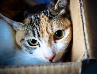 IMGP3724_