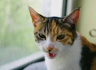 IMGP4095_