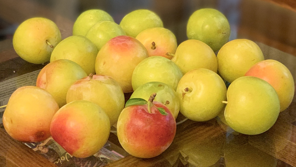 如期而至的美味东山柰子