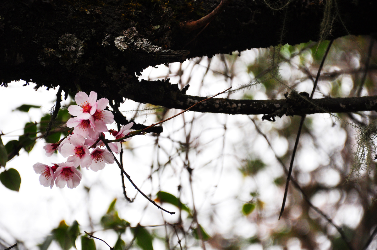 初见林芝雪山桃花