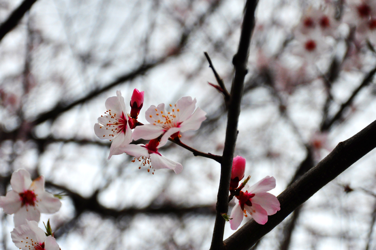 初见林芝雪山桃花