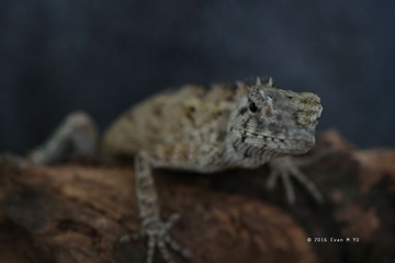 SAM_0824