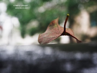 叶子