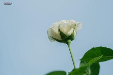 20160604-P6040237_