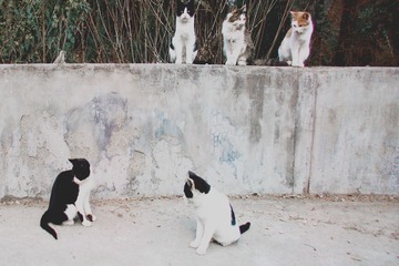 大工猫1
