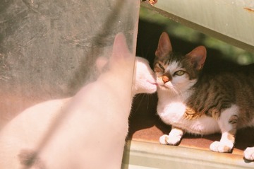04猫