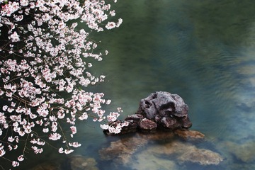 樱花流水