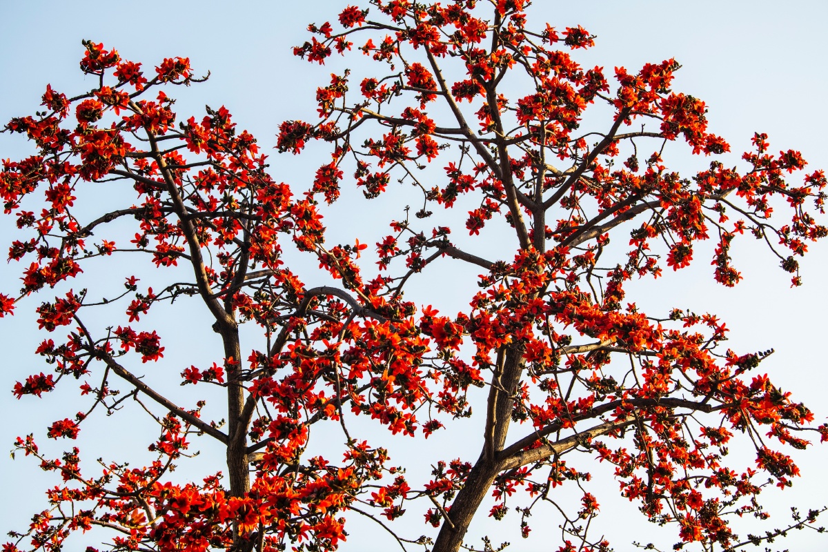 木棉花开