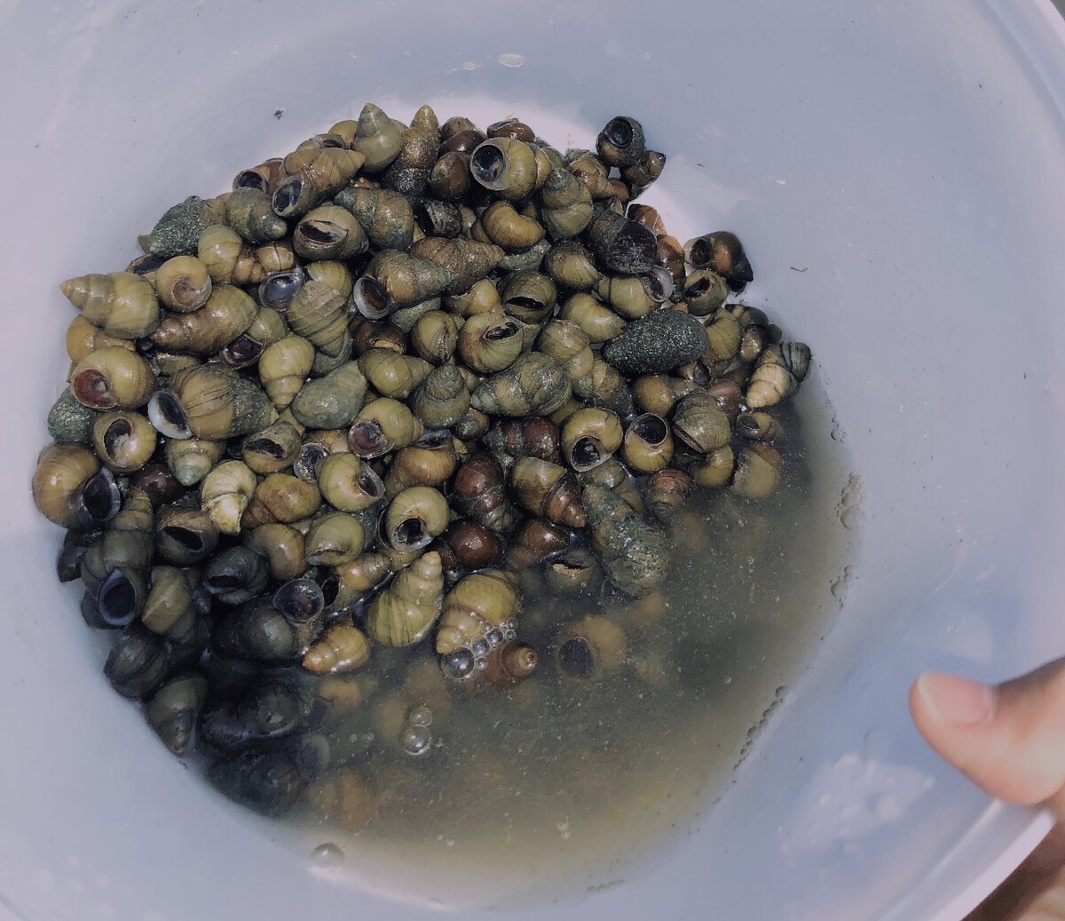 为什么螺蛳用食用油