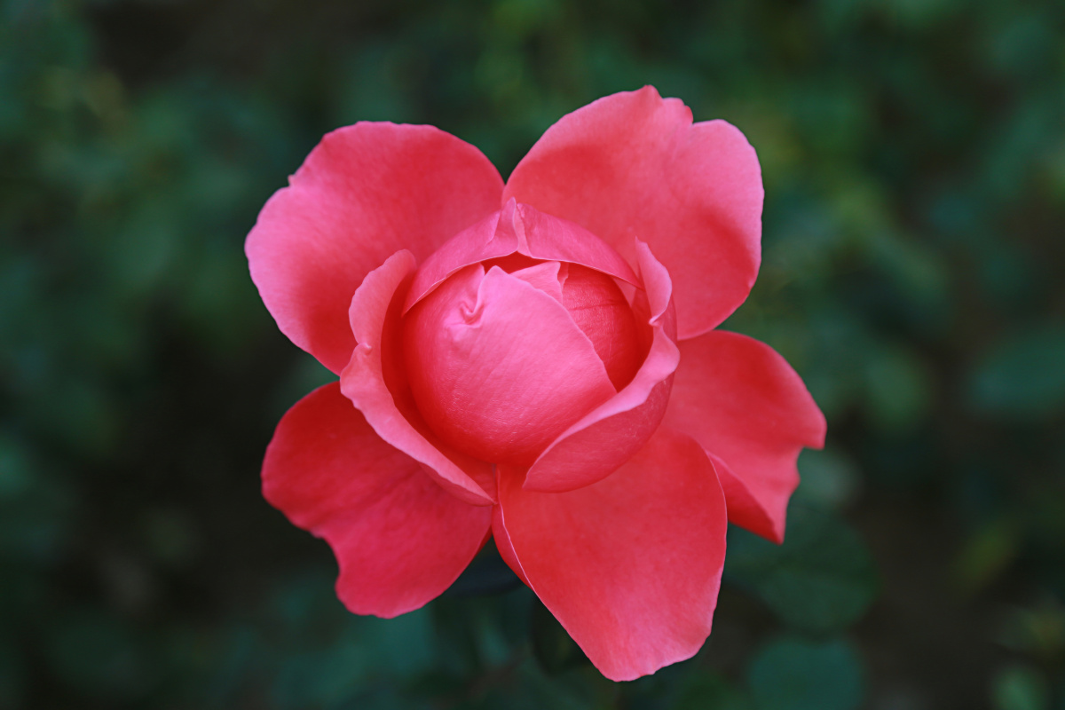 花瓣还没完全开放的月季花 - 李贝随手拍 - 图虫